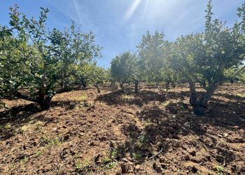 Foto 5 - Terreno agricolo Contrada San Giuseppe, Partinico - foto 5