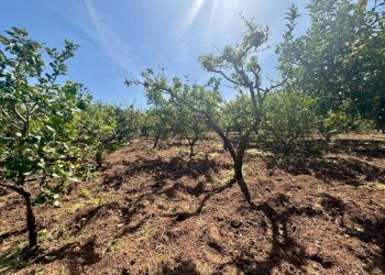 Foto 6 - Terreno agricolo Contrada San Giuseppe, Partinico - foto 6