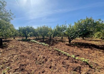 Foto 7 - Terreno agricolo Contrada San Giuseppe, Partinico - foto 7