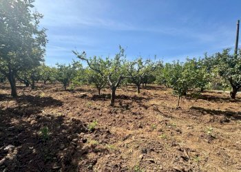 Foto 8 - Terreno agricolo Contrada San Giuseppe, Partinico - foto 8