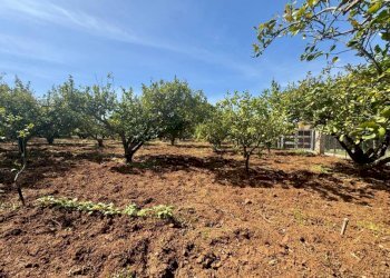 Foto 9 - Terreno agricolo Contrada San Giuseppe, Partinico - foto 9