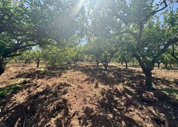Foto 10 - Terreno agricolo Contrada San Giuseppe, Partinico - foto 10