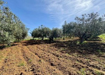 Foto 4 - Rustico Provinciale, Partinico - foto 4