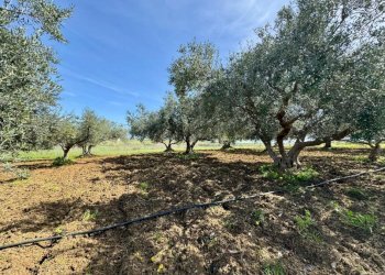 Foto 5 - Rustico Provinciale, Partinico - foto 5