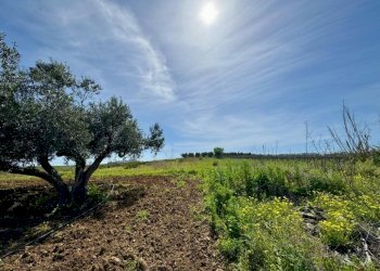 Foto 6 - Rustico Provinciale, Partinico - foto 6