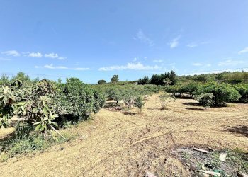 Foto 8 - Villa Bosco Falconeria
 
SNC, Partinico - foto 8