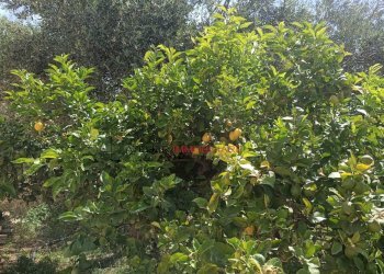 Foto 32 - Villa C.da Peralta - SP 25, Ragusa - foto 32