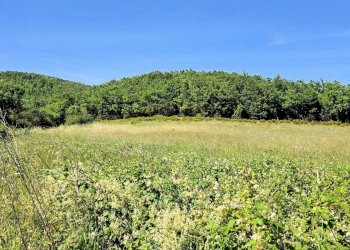 Foto 2 - Azienda agricola Massa Marittima - foto 2