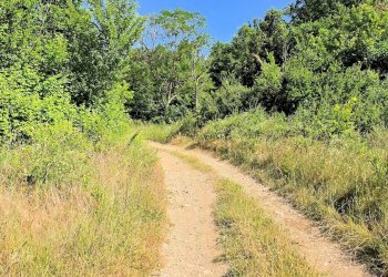 Foto 3 - Azienda agricola Massa Marittima - foto 3