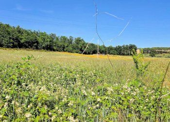 Foto 5 - Azienda agricola Massa Marittima - foto 5