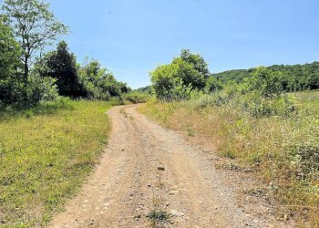 Foto 8 - Azienda agricola Massa Marittima - foto 8