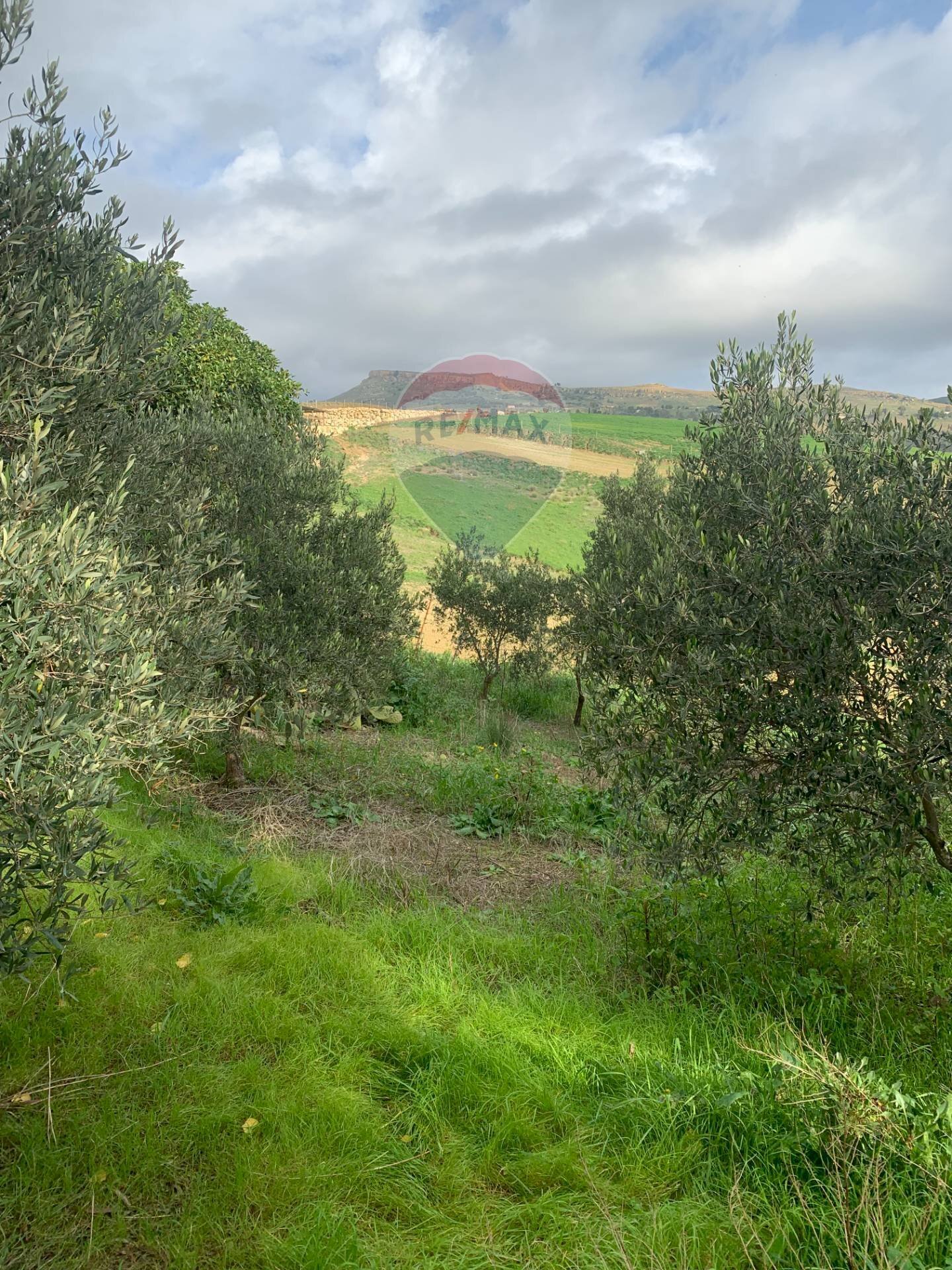 Giardino - Terreno agricolo Contrada Gulfi, Caltanissetta - foto 2