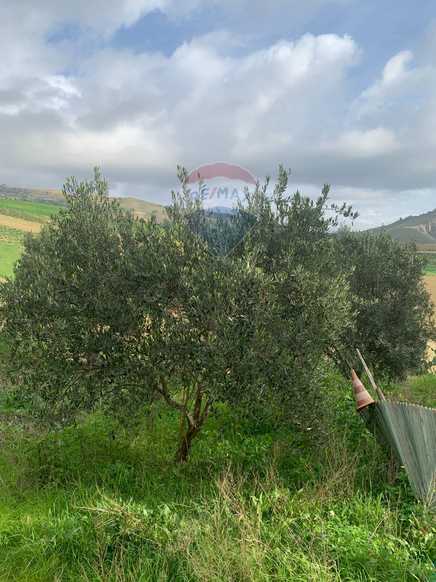Giardino - Terreno agricolo Contrada Gulfi, Caltanissetta - foto 3