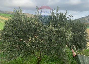 Giardino - Agricultural land Contrada Gulfi, Caltanissetta - photo 3