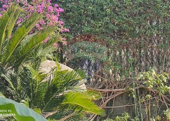 Giardino - Villa a Schiera via Cupa DErcole
 
10, Caserta - foto 68