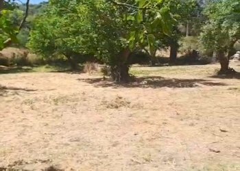 Giardino - Agricultural land C.da Interdulla - Cava dei servi
 
s.n., Rosolini - photo 5