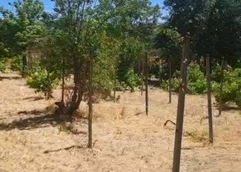 Giardino - Agricultural land C.da Interdulla - Cava dei servi
 
s.n., Rosolini - photo 6