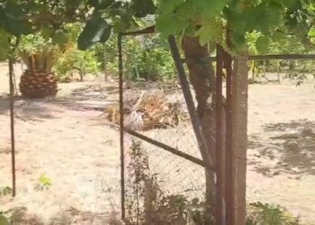 Giardino - Agricultural land C.da Interdulla - Cava dei servi
 
s.n., Rosolini - photo 8