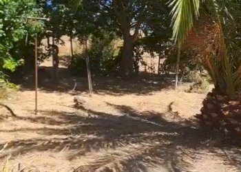 Giardino - Agricultural land C.da Interdulla - Cava dei servi
 
s.n., Rosolini - photo 11