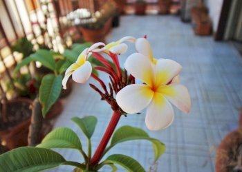 Foto 20 - Appartamento Corso Dei Mille
 
1315, Palermo - foto 19