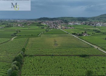 Foto 2 - Terreno agricolo Monteforte d'Alpone - foto 2