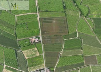 Foto 4 - Terreno agricolo Monteforte d'Alpone - foto 4