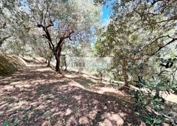 Foto 4 - Terreno edificabile via vecchia provinciale, Camaiore - foto 4