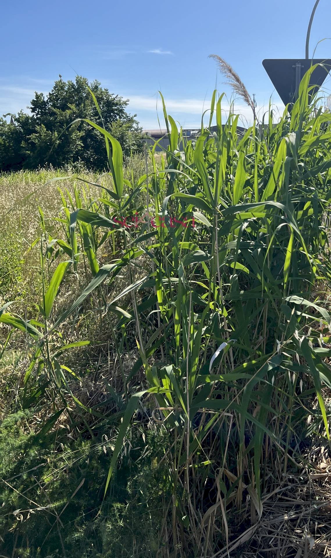 Foto 2 - Building land Grosseto - photo 2