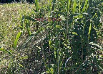 Foto 2 - Terreno edificabile Grosseto - foto 2