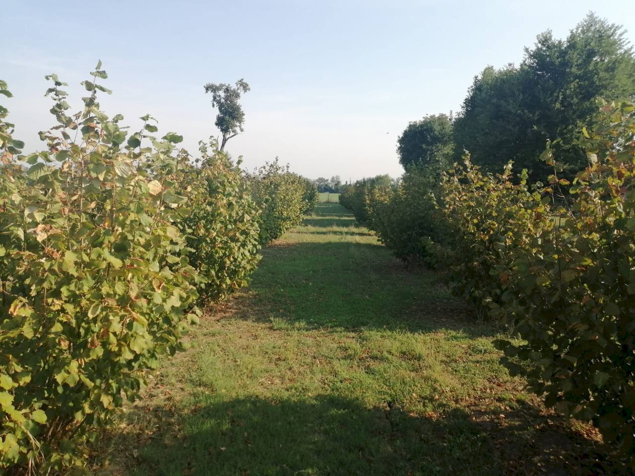 Agricultural land Parma - photo 3