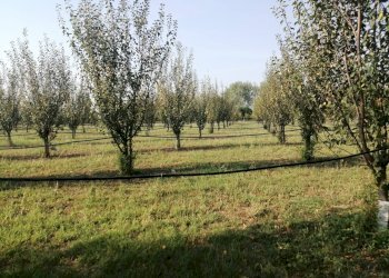 Agricultural land Parma - photo 1
