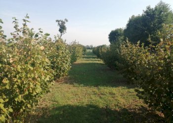 Agricultural land Parma - photo 3