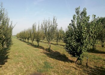 Agricultural land Parma - photo 4