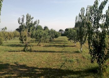 Agricultural land Parma - photo 5