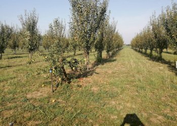 Agricultural land Parma - photo 6