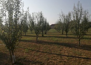 Agricultural land Parma - photo 7
