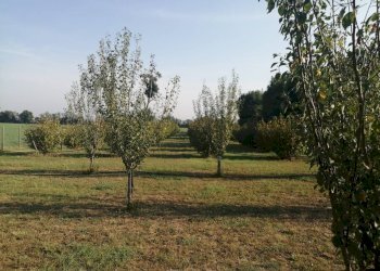 Agricultural land Parma - photo 8