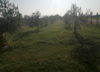 Agricultural land Parma - photo 10