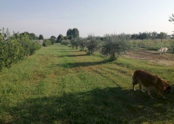 Agricultural land Parma - photo 11