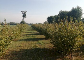 Agricultural land Parma - photo 12