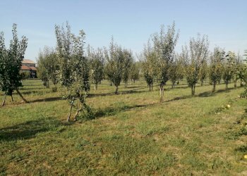 Agricultural land Parma - photo 13