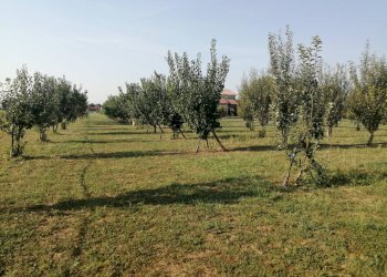 Agricultural land Parma - photo 14