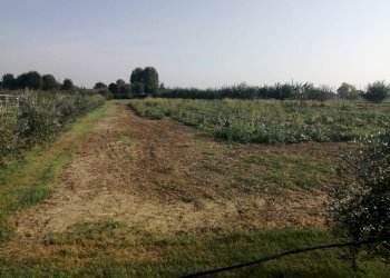 Agricultural land Parma - photo 15