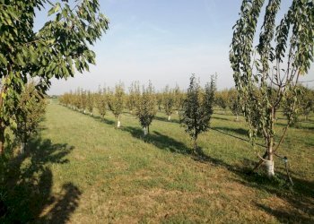 Agricultural land Parma - photo 16