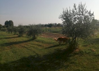 Agricultural land Parma - photo 17