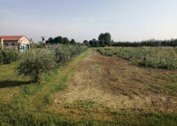 Agricultural land Parma - photo 18