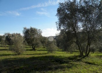 Building land Loc. Montorsi, Grosseto - photo 4
