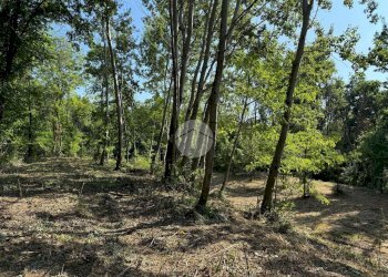 Terreno agricolo Via dei Caduti, Givoletto - foto 11