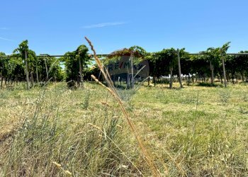 Giardino - Terreno edificabile Via Colle Minazzo, Santa Maria Imbaro - foto 5