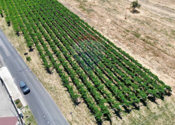Giardino - Terreno edificabile Via Colle Minazzo, Santa Maria Imbaro - foto 20